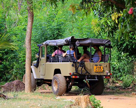 Minneriya Jeep Safari - Kaudulla Jeep Safari - Hurulu Eco Park Jeep Safari