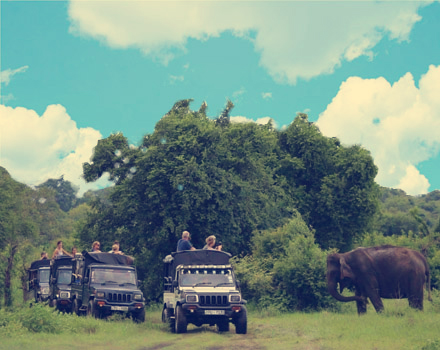 Minneriya Jeep Safari - Kaudulla Jeep Safari - Hurulu Eco Park Jeep Safari