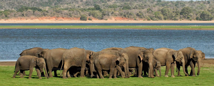 Minneriya elephant gathering