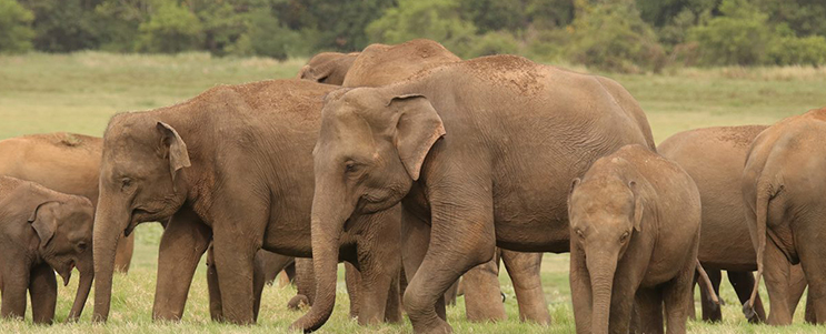 Minneriya elephant gathering